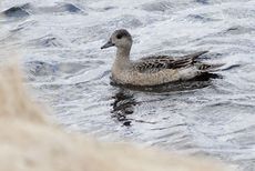 Pfeifente (1 von 3).jpg